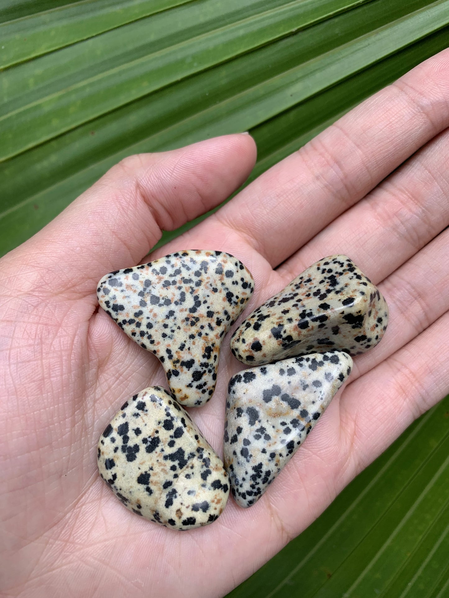 Dalmatian Jasper - Small