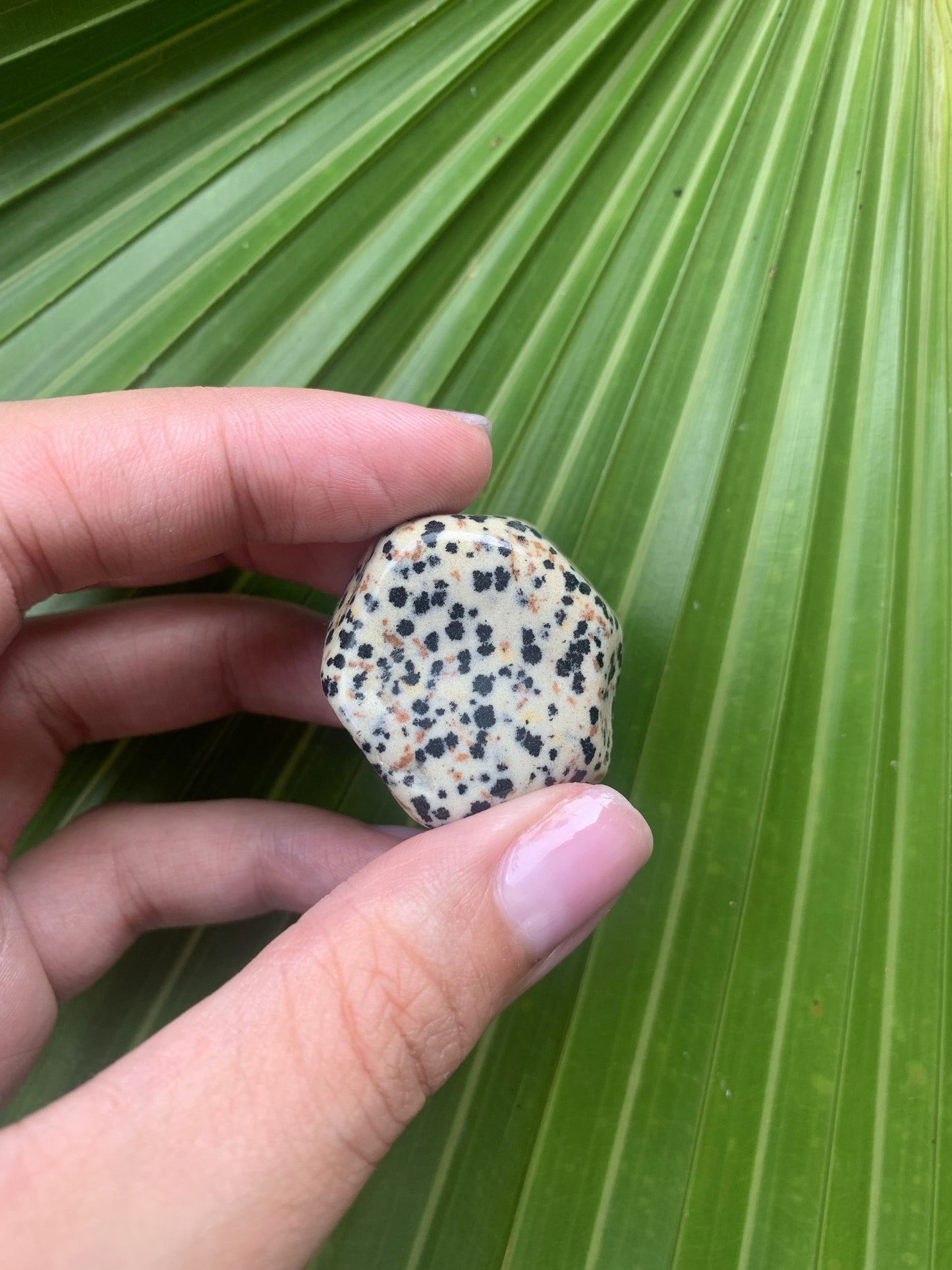 Dalmatian Jasper - Medium