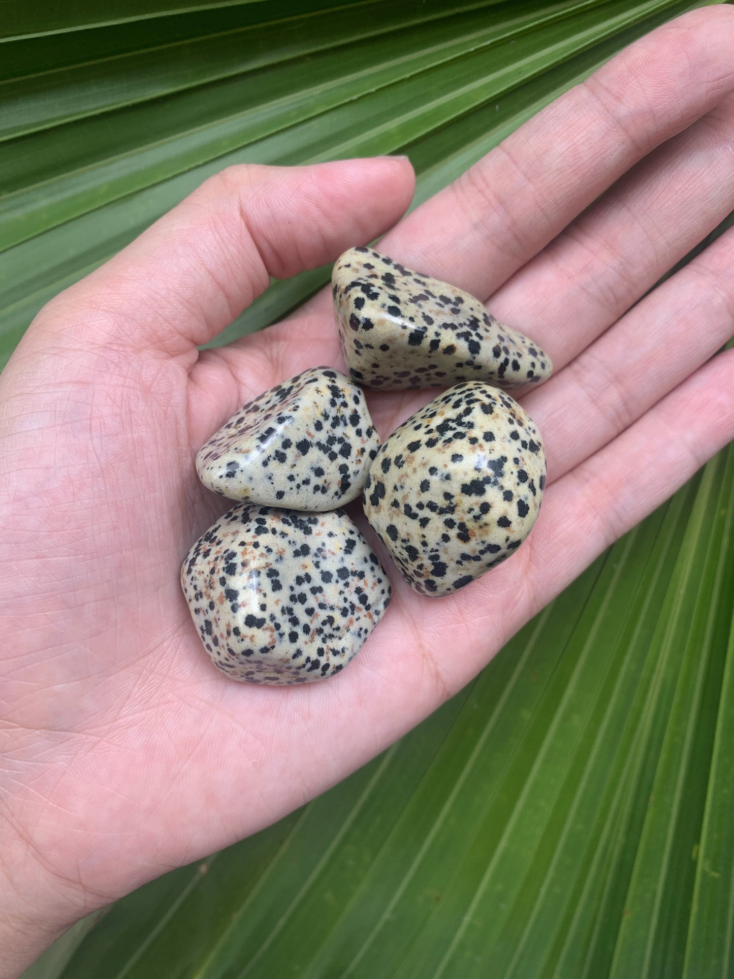 Dalmatian Jasper - Medium