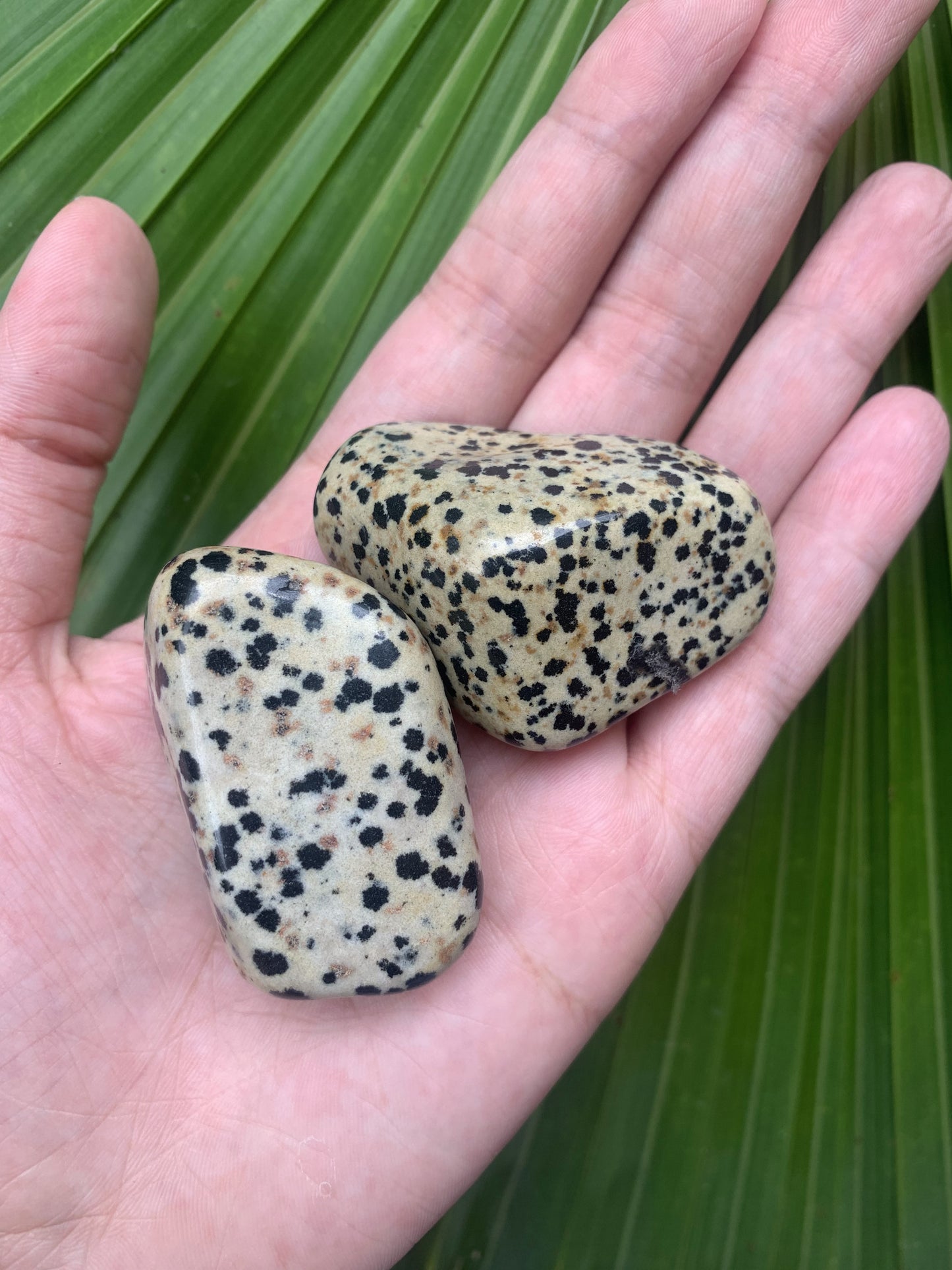 Dalmatian Jasper - Large