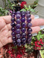 Amethyst 10mm Bracelet