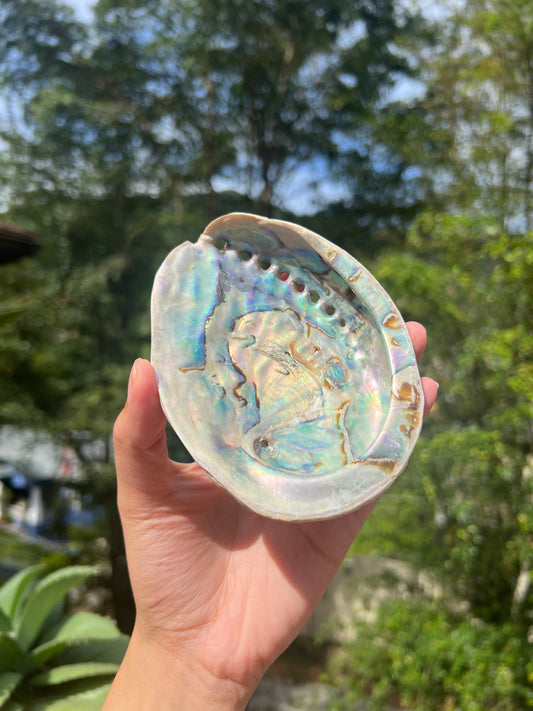 Abalone Shell