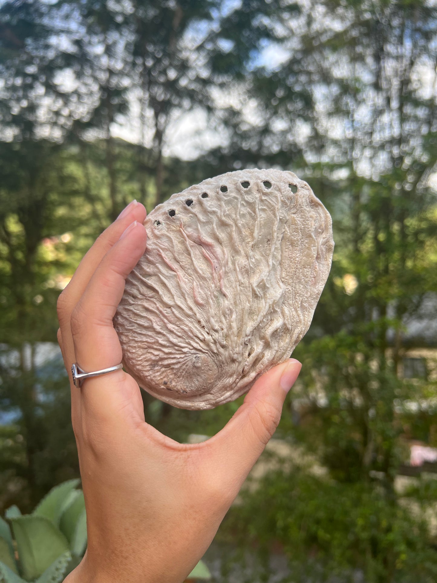 Abalone Shell