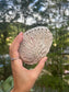 Abalone Shell